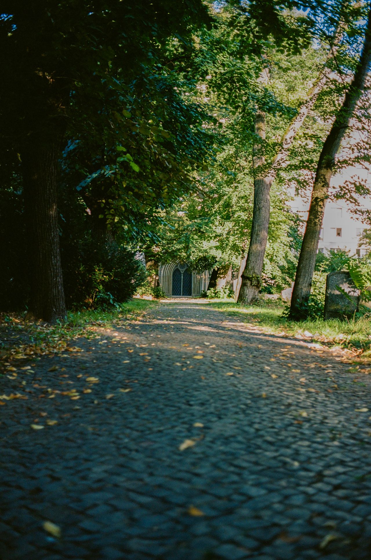 Maldiciones analógicas