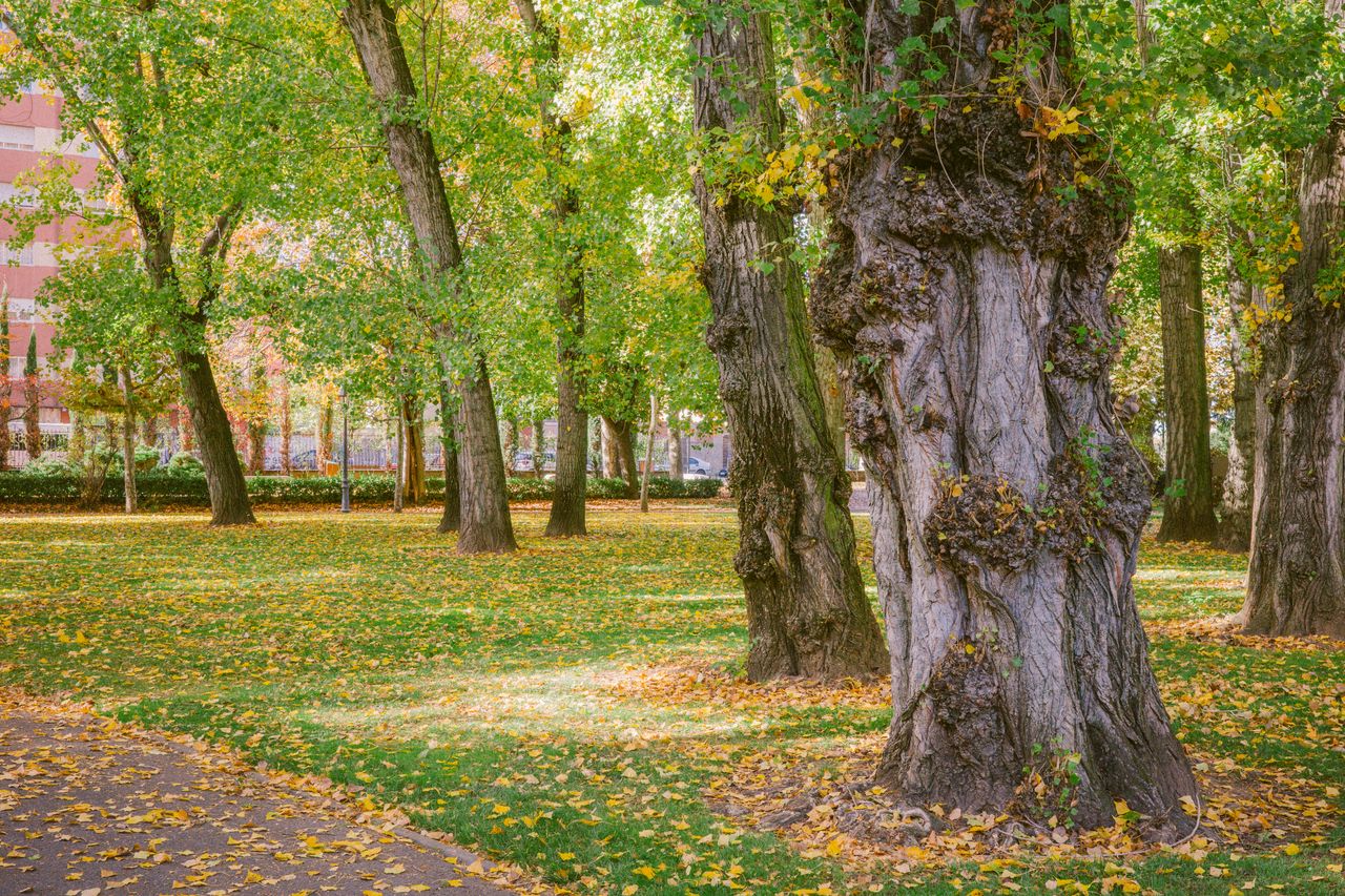 Velocidad de El Crucero