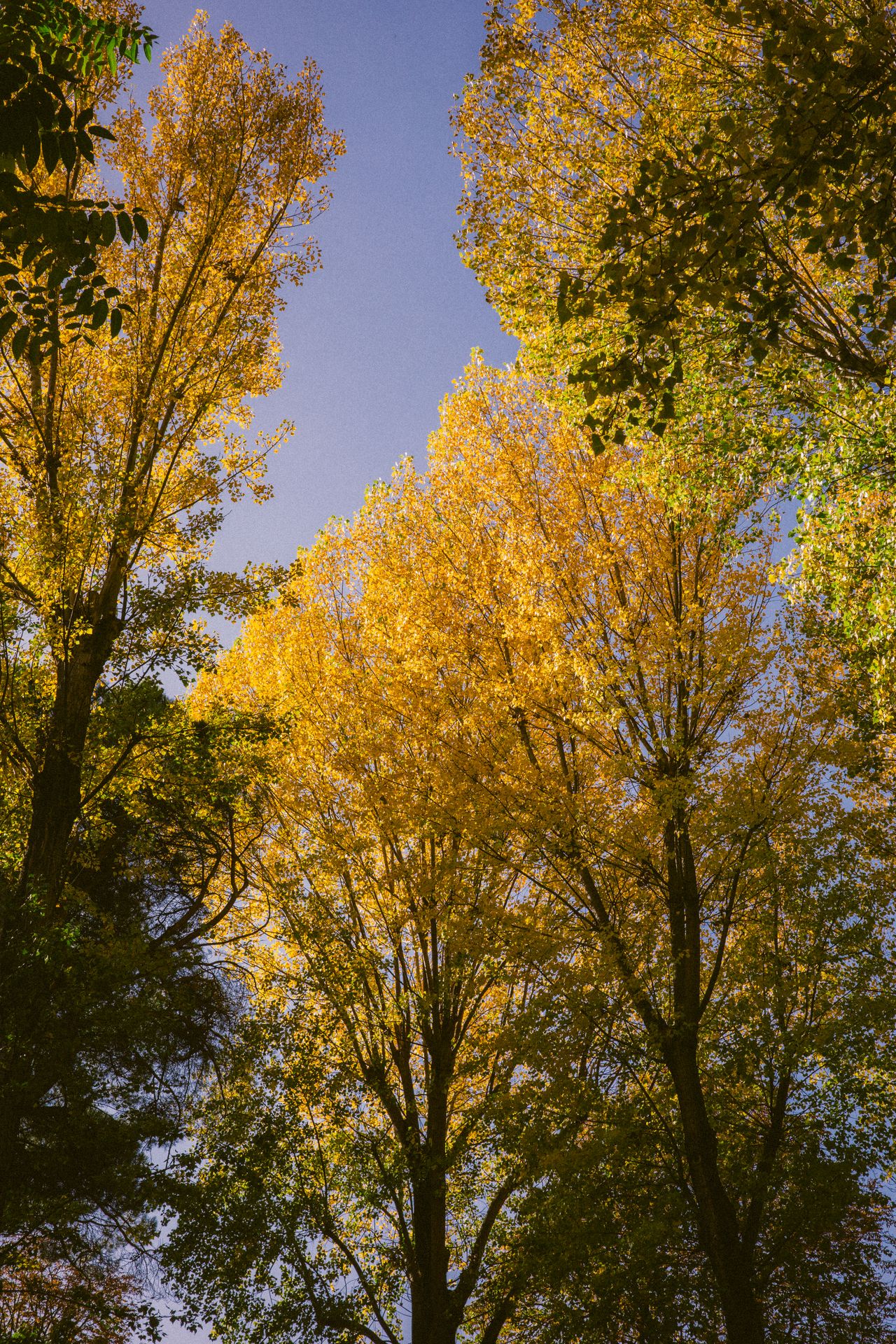 Velocidad de El Crucero
