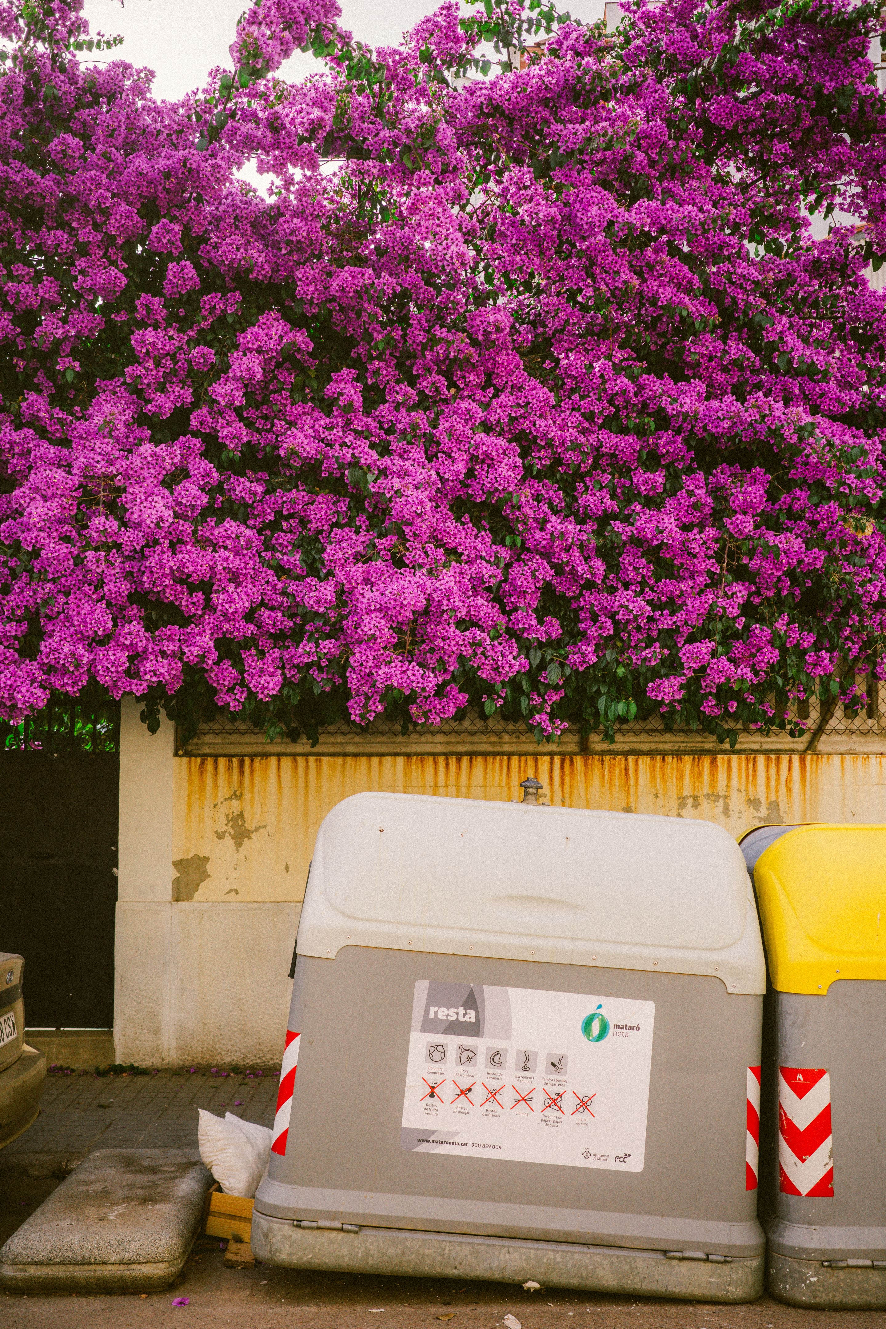 La madre de todas las bungavillas