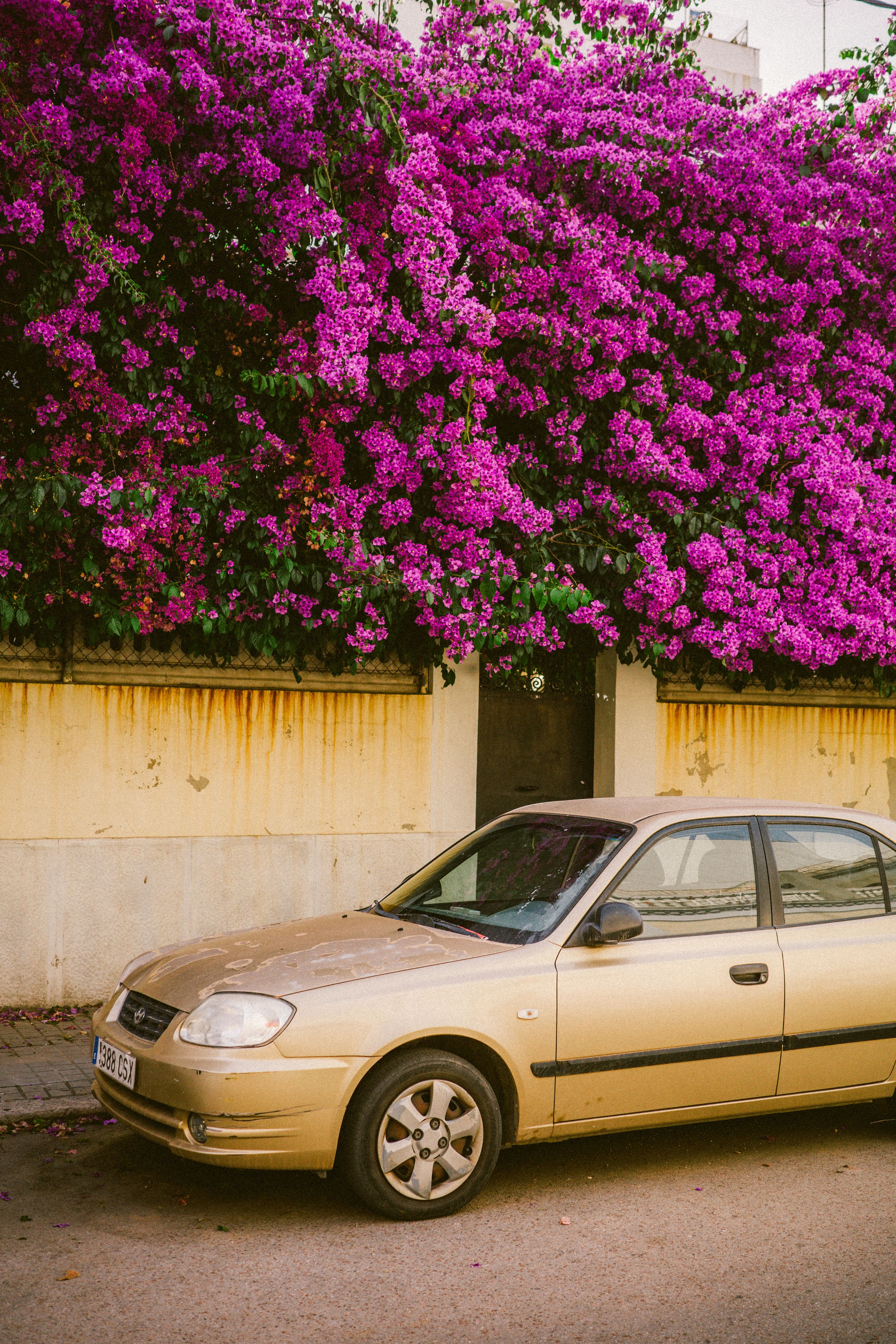 La madre de todas las bungavillas
