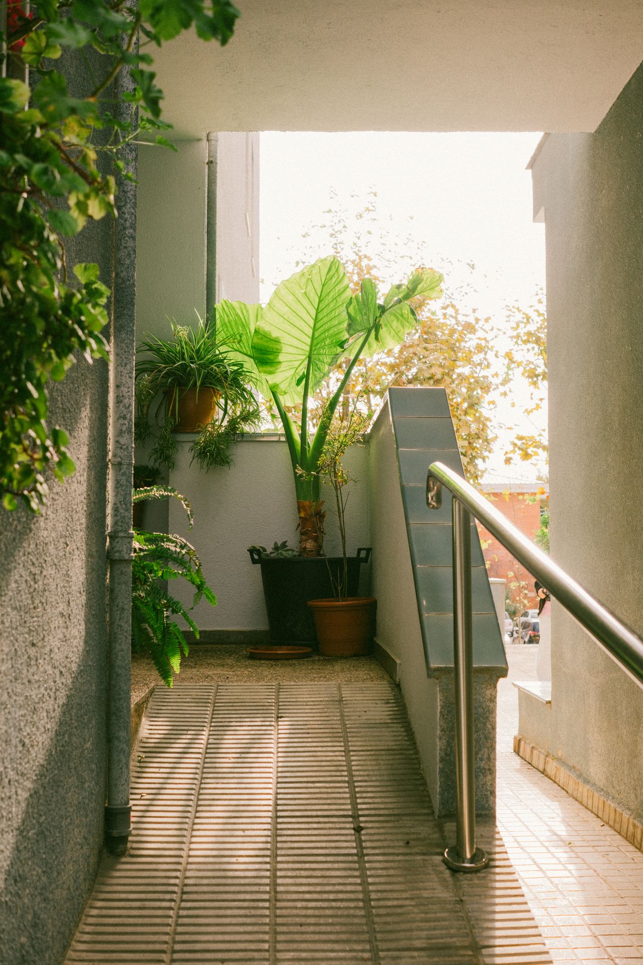 Paseo Improvisado Paseo Improvisado