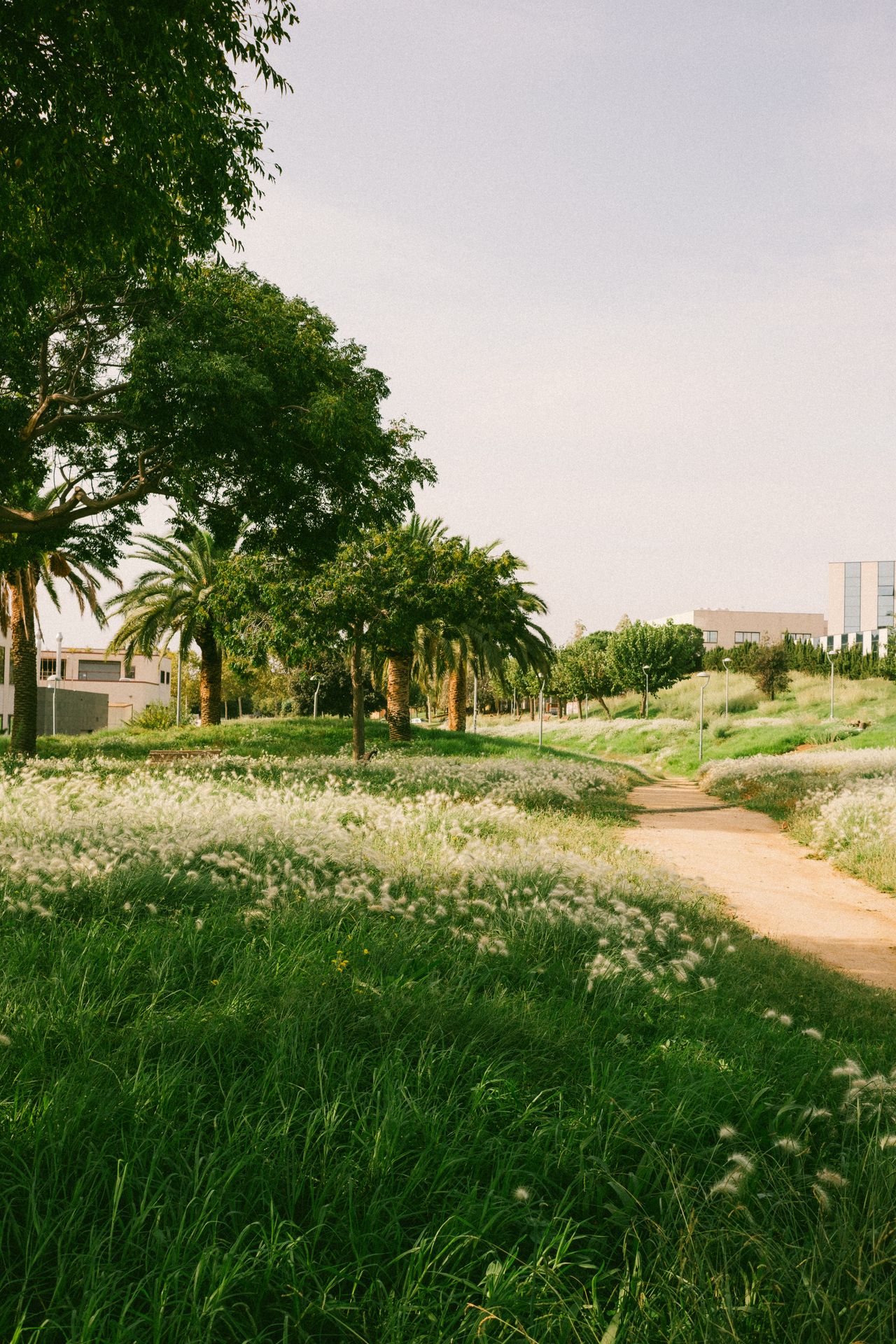 Paseo Improvisado Paseo Improvisado