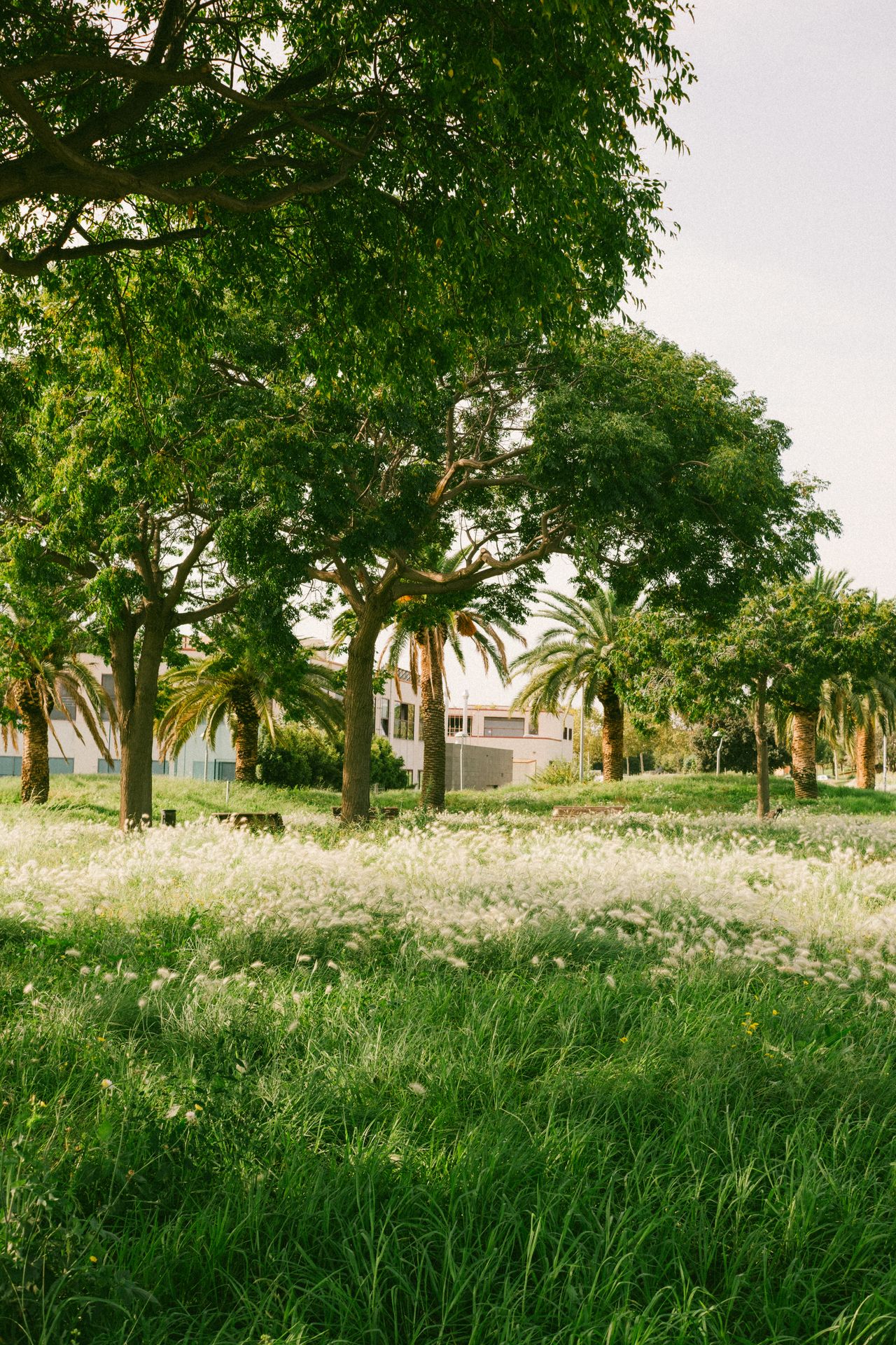 Paseo Improvisado Paseo Improvisado