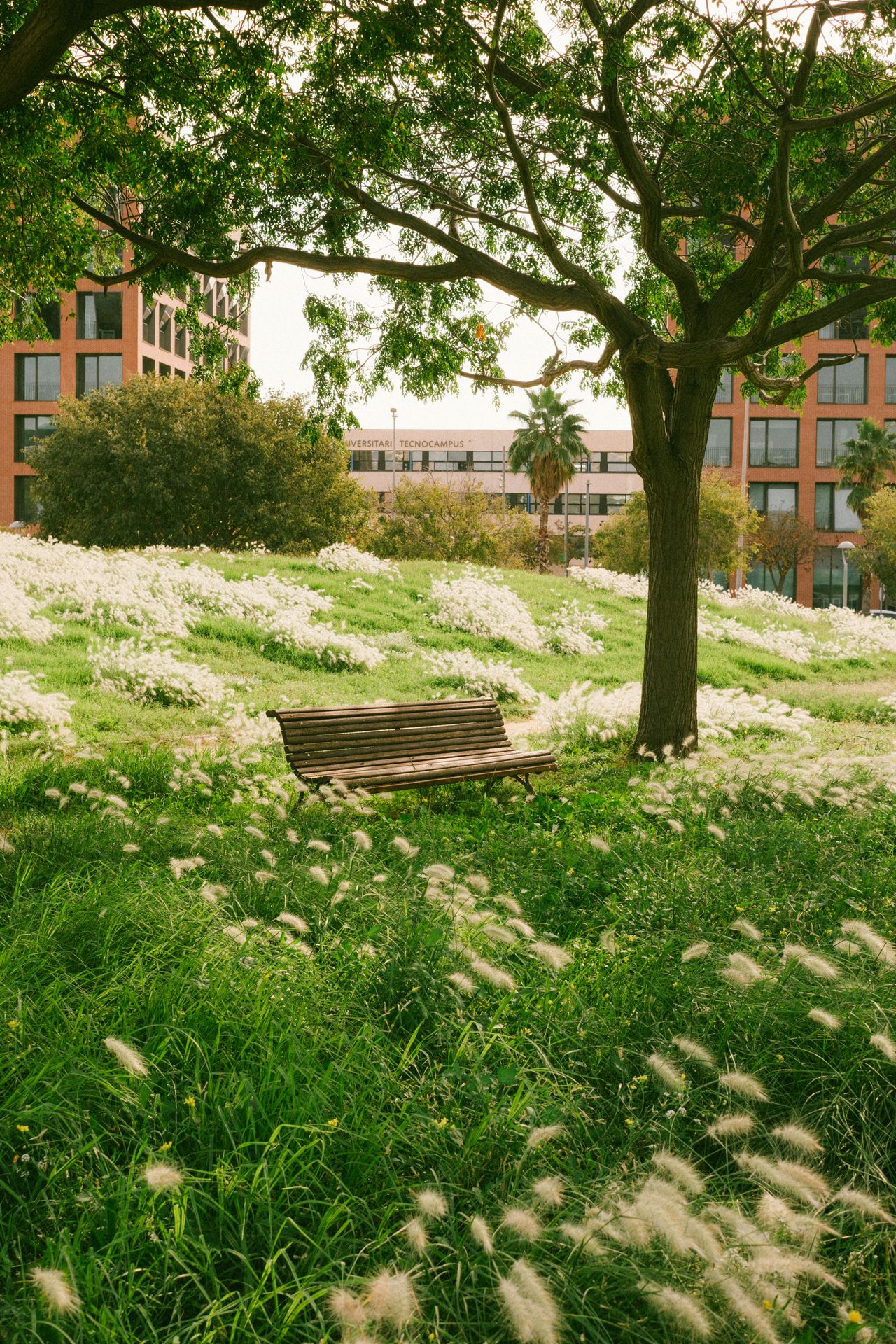 Paseo Improvisado Paseo Improvisado