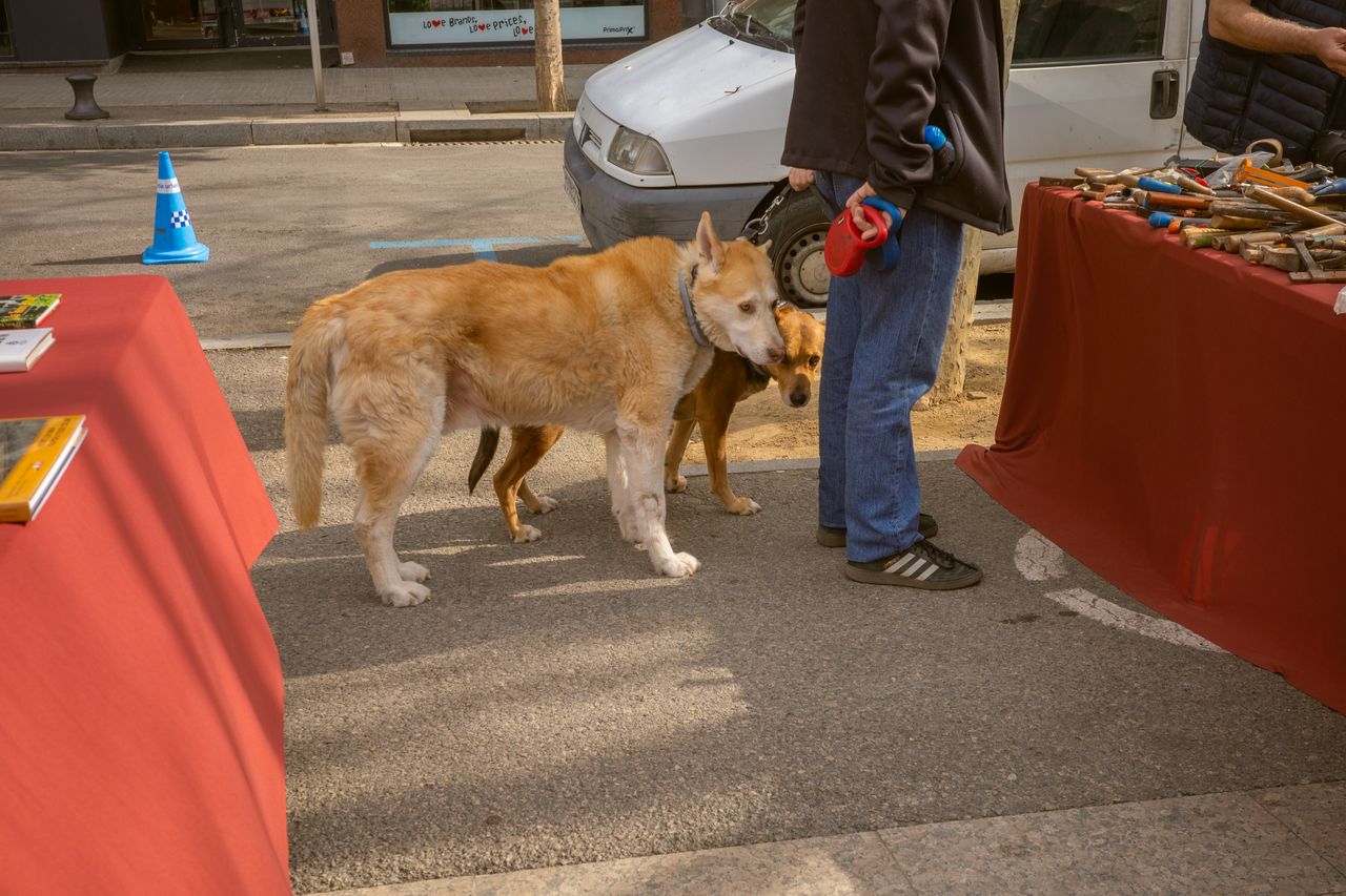 Antiquaris, Brocanters i Col·leccionistes