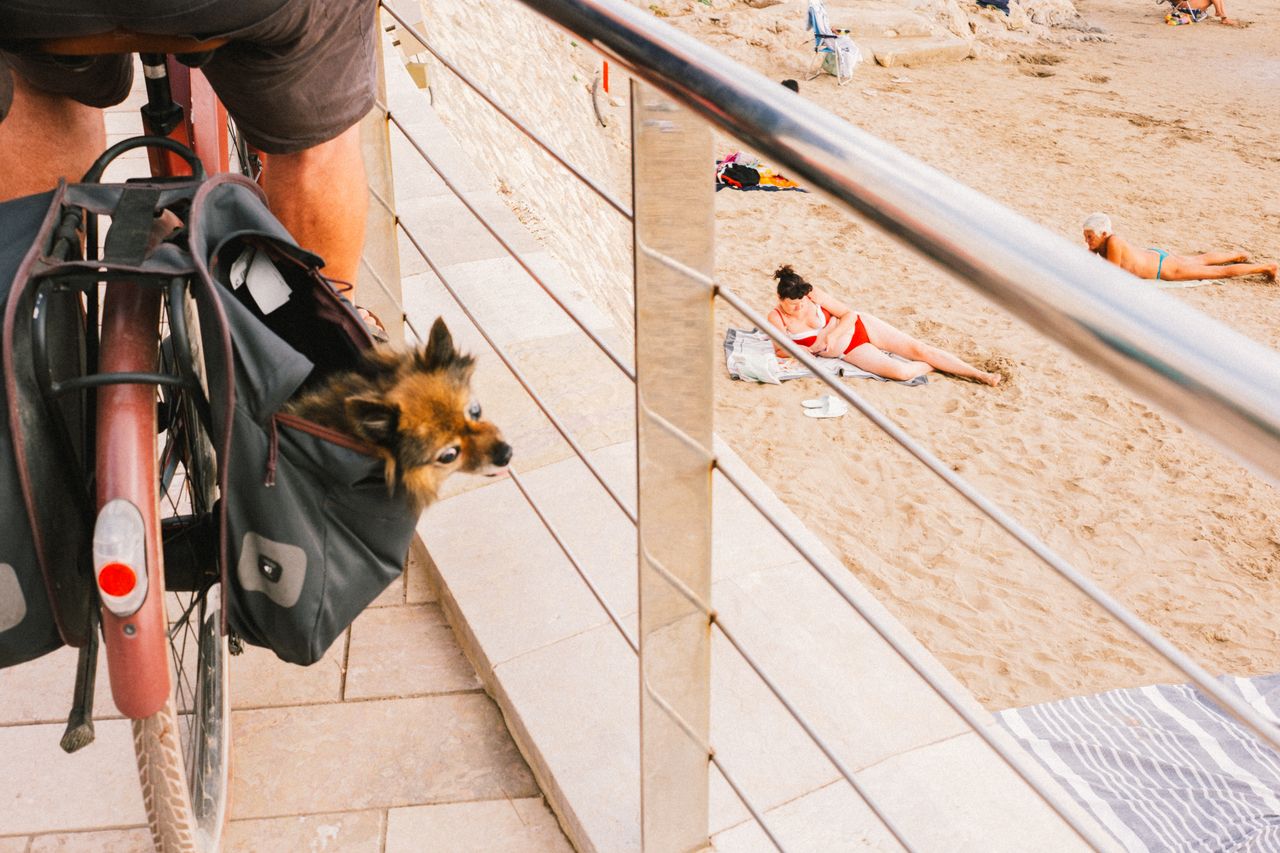 Festival Internacional de Perros Fantásticos de Sitges