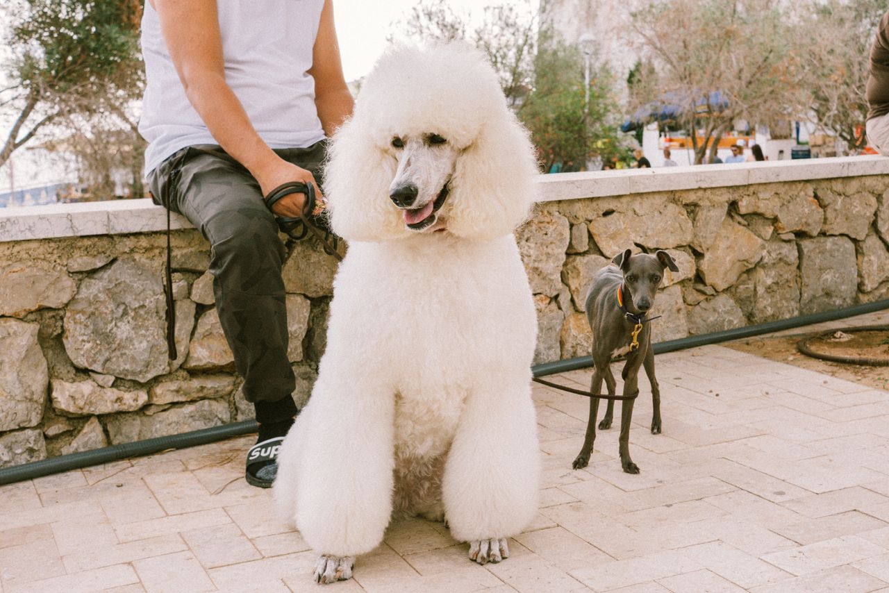 Festival Internacional de Perros Fantásticos de Sitges
