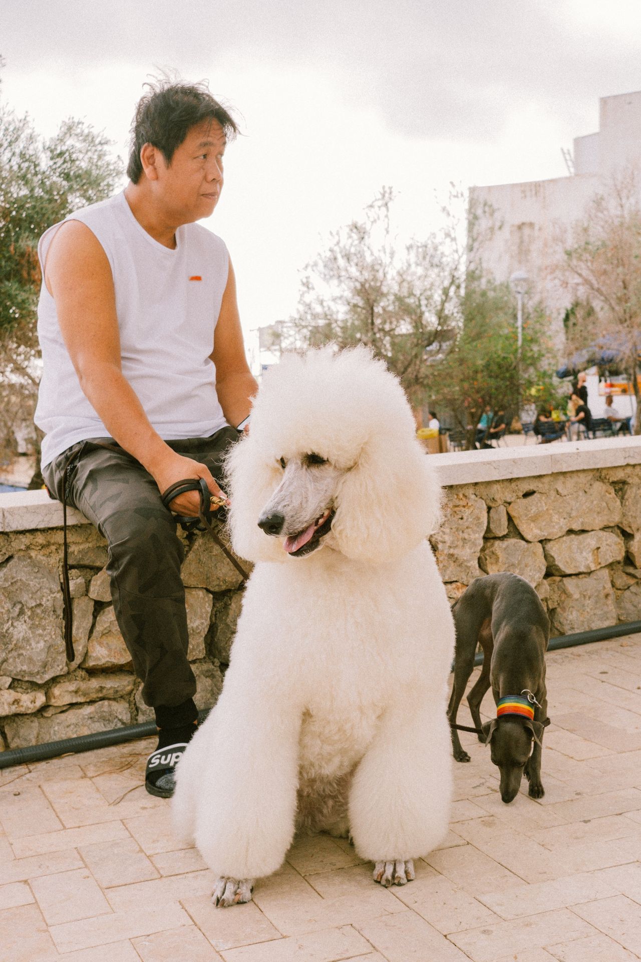 Festival Internacional de Perros Fantásticos de Sitges