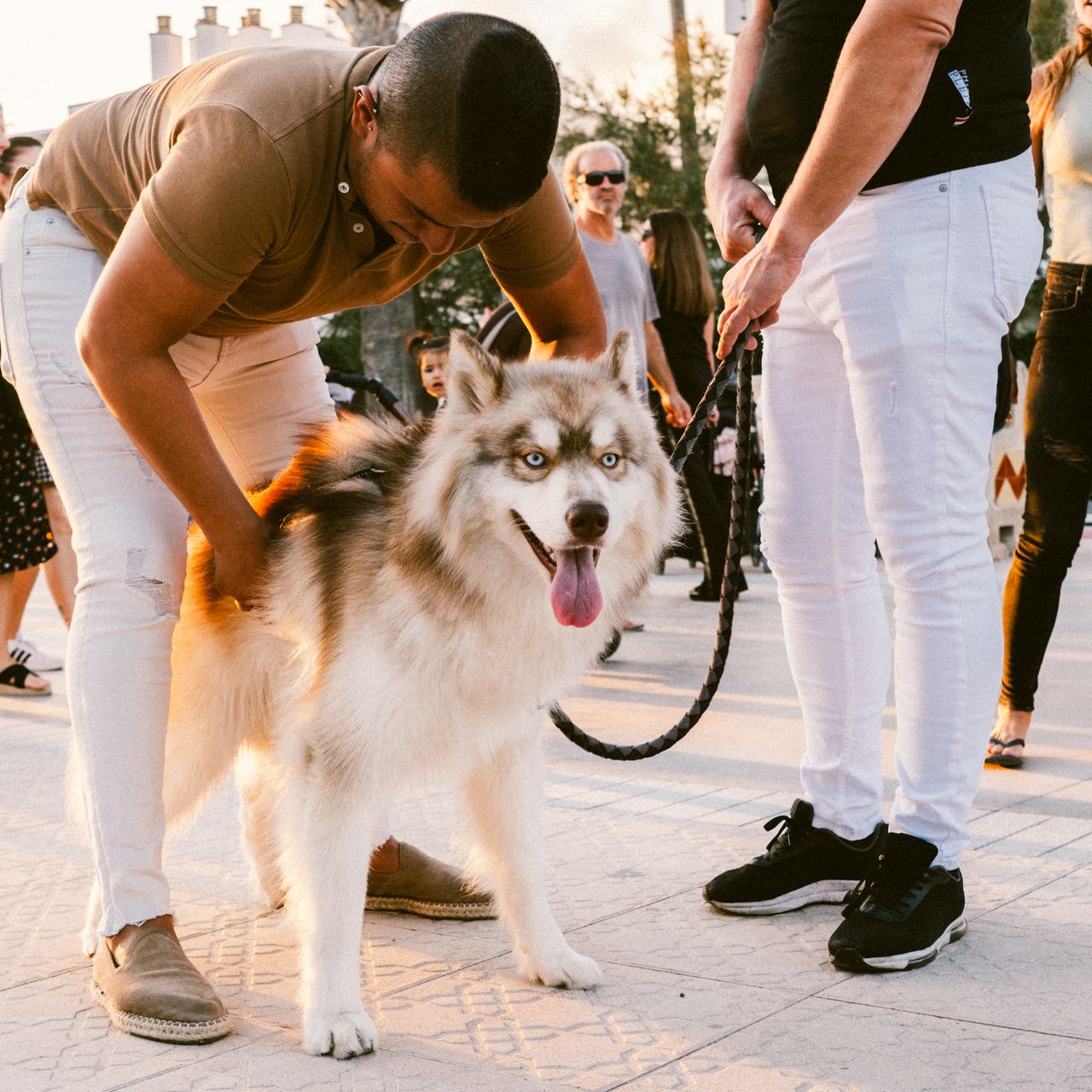Festival Internacional de Perros Fantásticos de Sitges